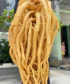 Củ đinh lăng nếp bắc tươi lá nhỏ