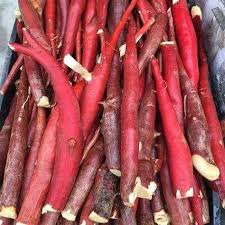 Sâm Cau Đỏ Vùng Núi Tây Bắc