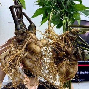 Củ Tam Thất Bắc Tươi Hà Giang