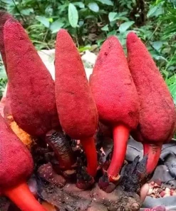 Nấm Ngọc Cẩu Tươi Nguyên Búp