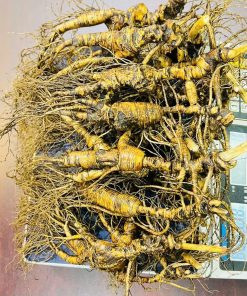 Nhân Sâm Trường Bạch Tươi