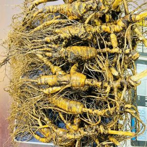 Nhân Sâm Trường Bạch Tươi