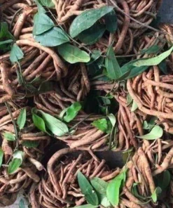 Sâm Xuyên Đá Tươi Hà Giang