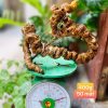 Tam thất hoang lâu năm (Núi rừng Tây Bắc)